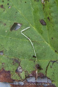 Clavaria s.l.